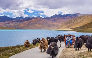 Reiten-neben-den-Yaks-in-Tibet