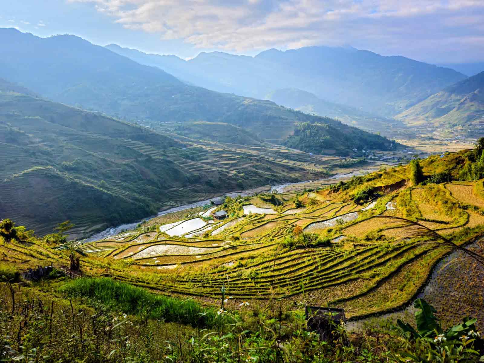 Reisterassen in Thailand