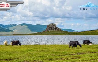 Yaks in der Mongolei