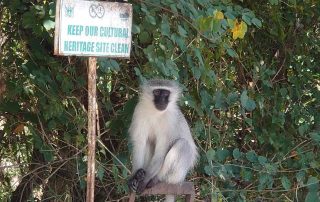 Affe in Afrika