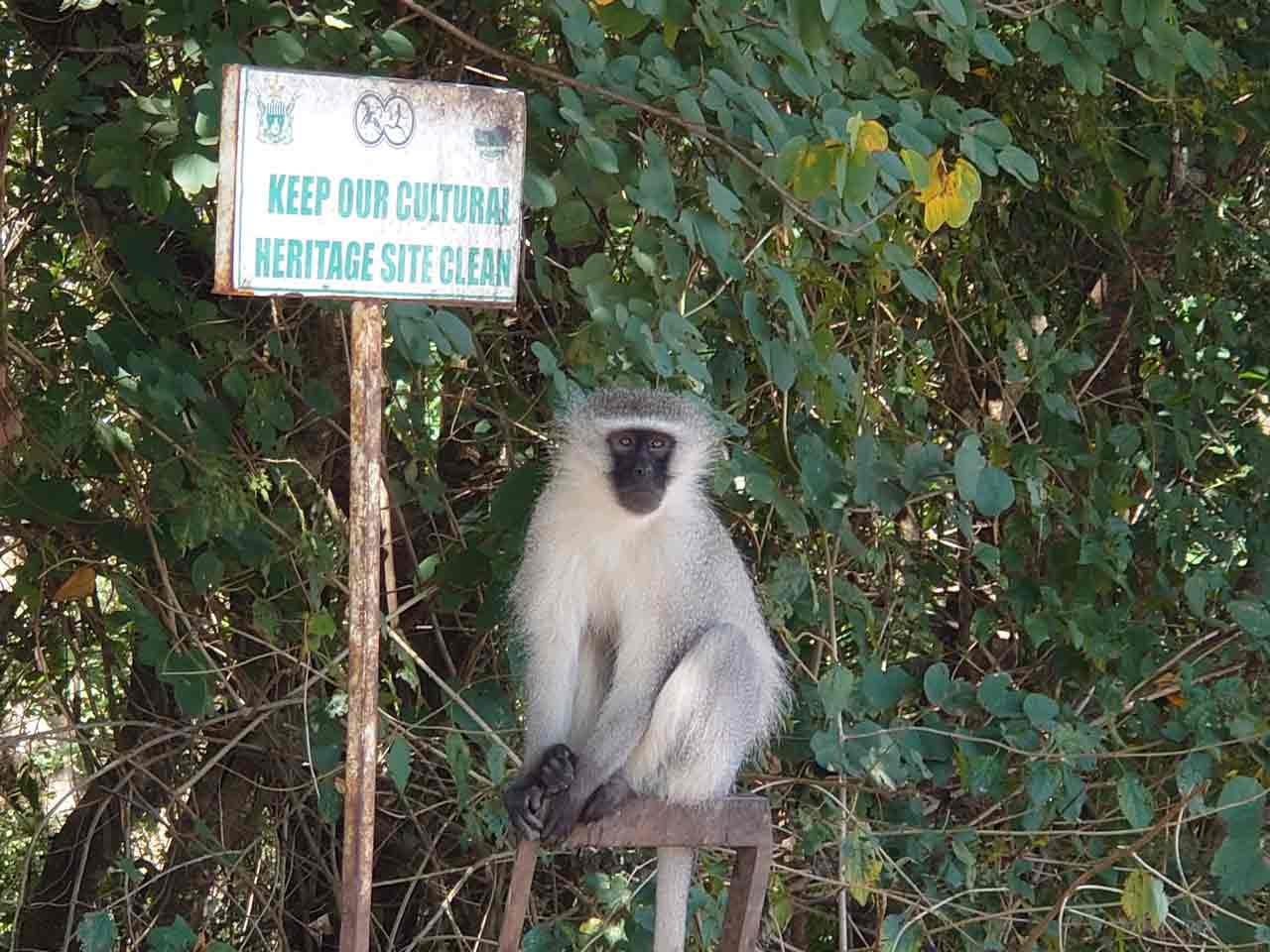 Affe in Afrika