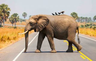 Ein Elefant überquert eine Straße in Afrika