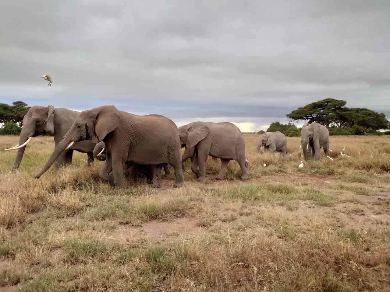 Elefantenherde in Afrika