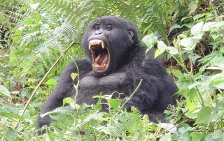 Gähnender Gorilla im Nationalpark in Afrika