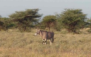 Garzelle in Afrika