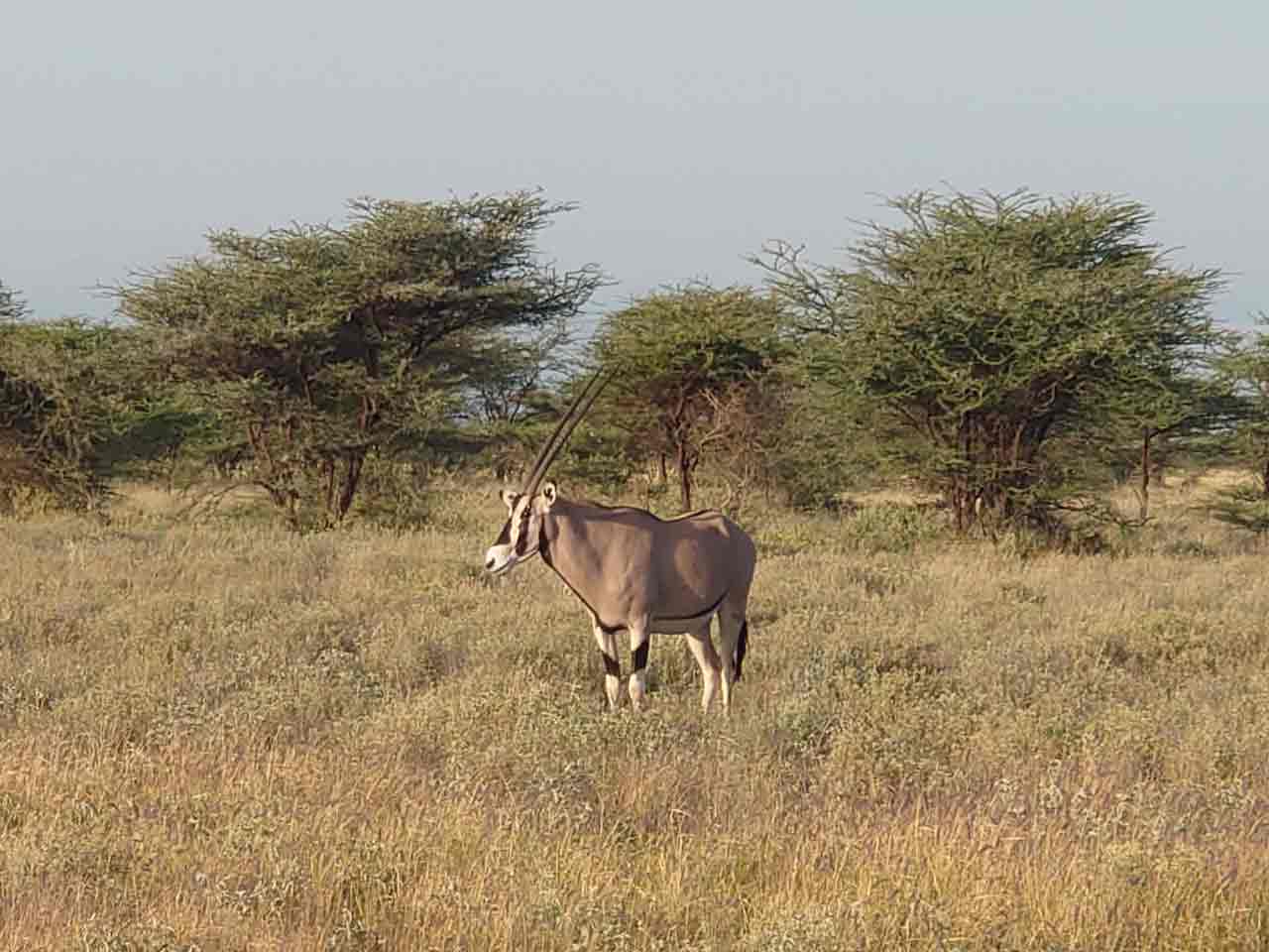 Garzelle in Afrika