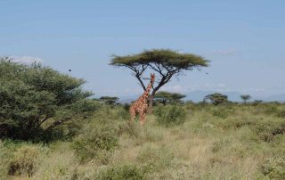 Giraffe in Afrika