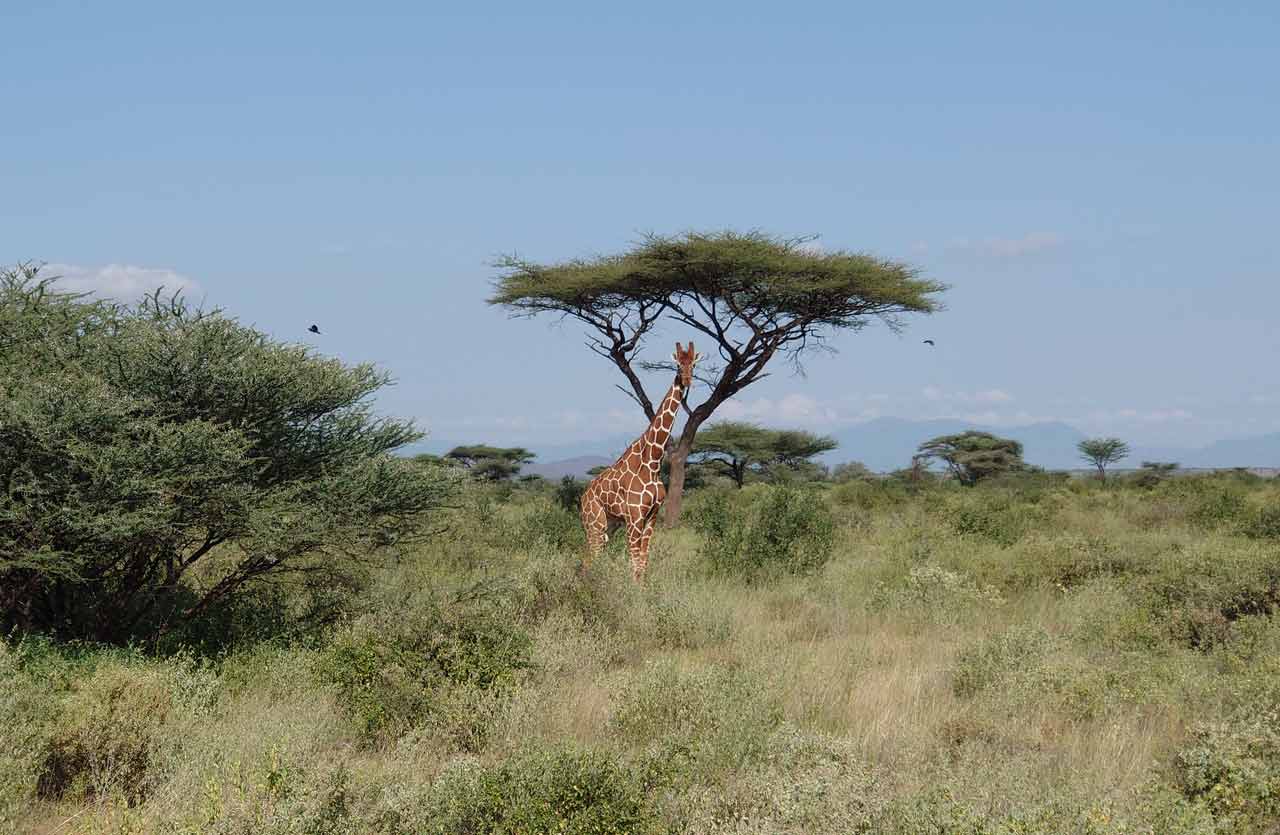 Giraffe in Afrika