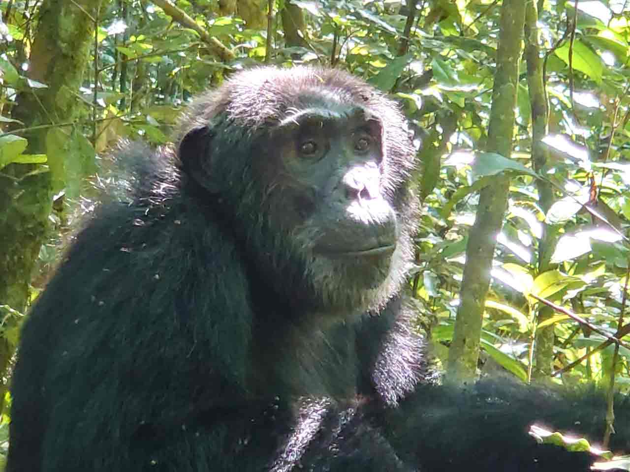 Gorilla im Nationalpark in Afrika