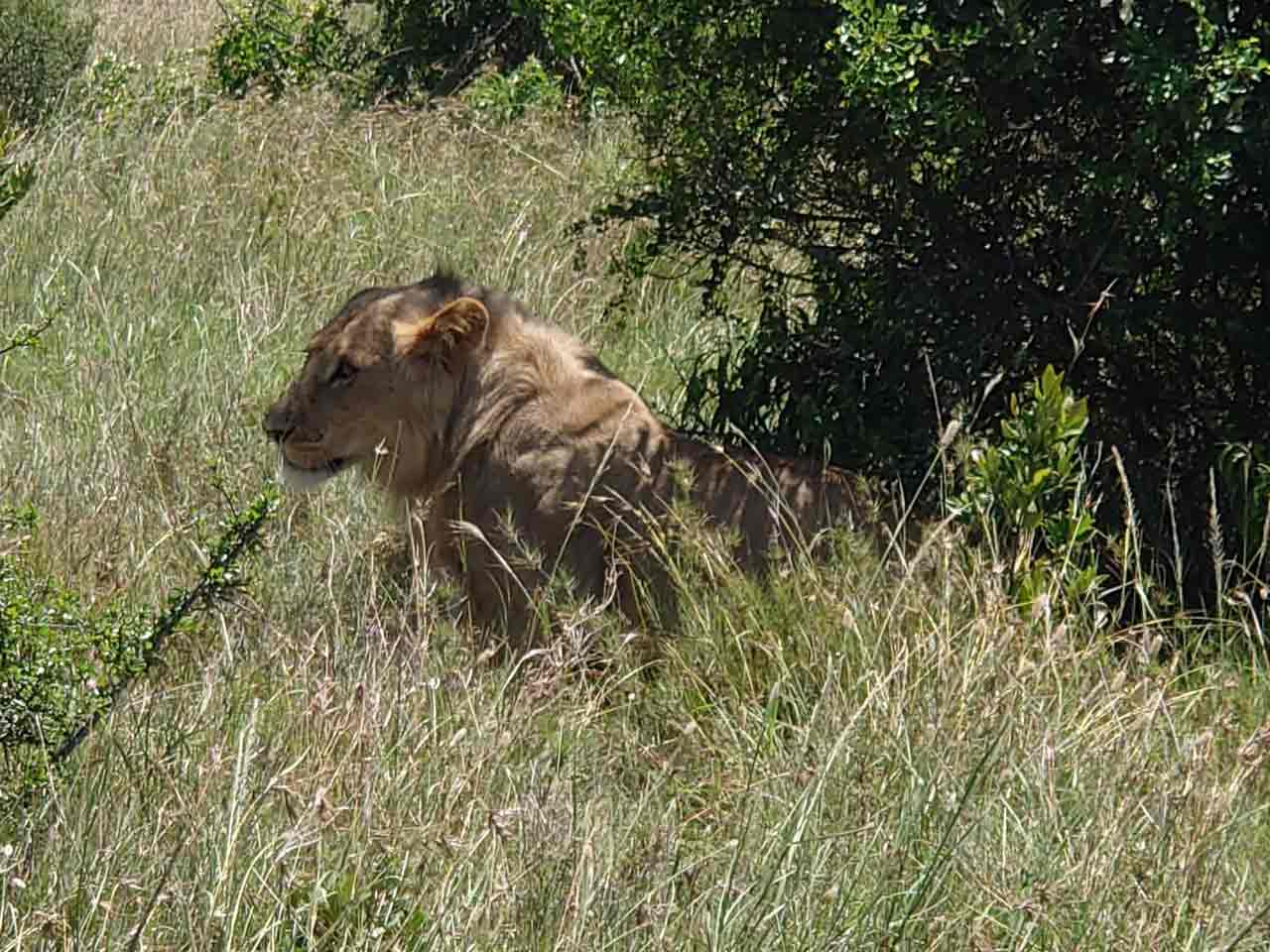 Löwe in Afrika