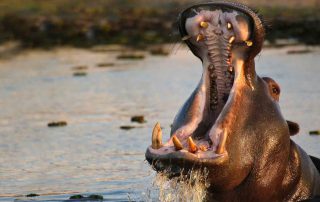 Nilpferd in Afrika Nationalpark