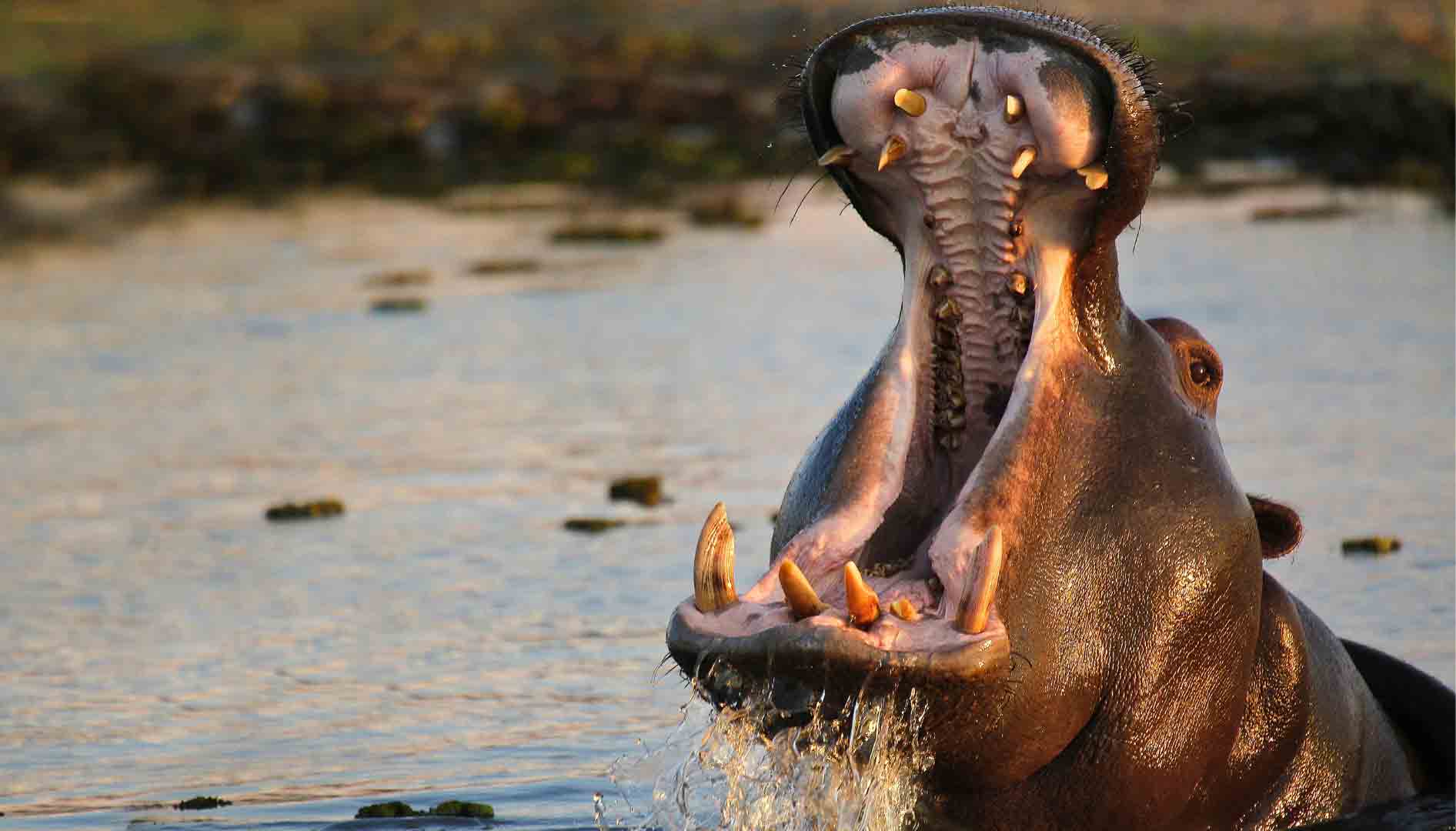 Nilpferd in Afrika Nationalpark