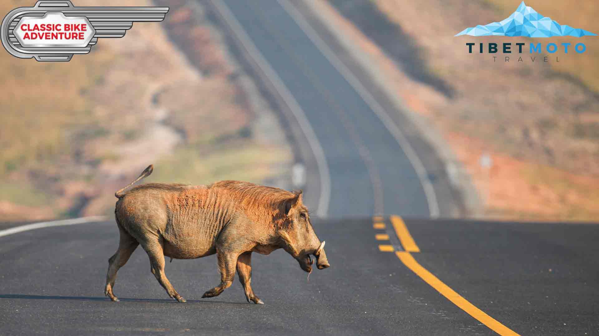 Tier läuft über die Straße in Afrika