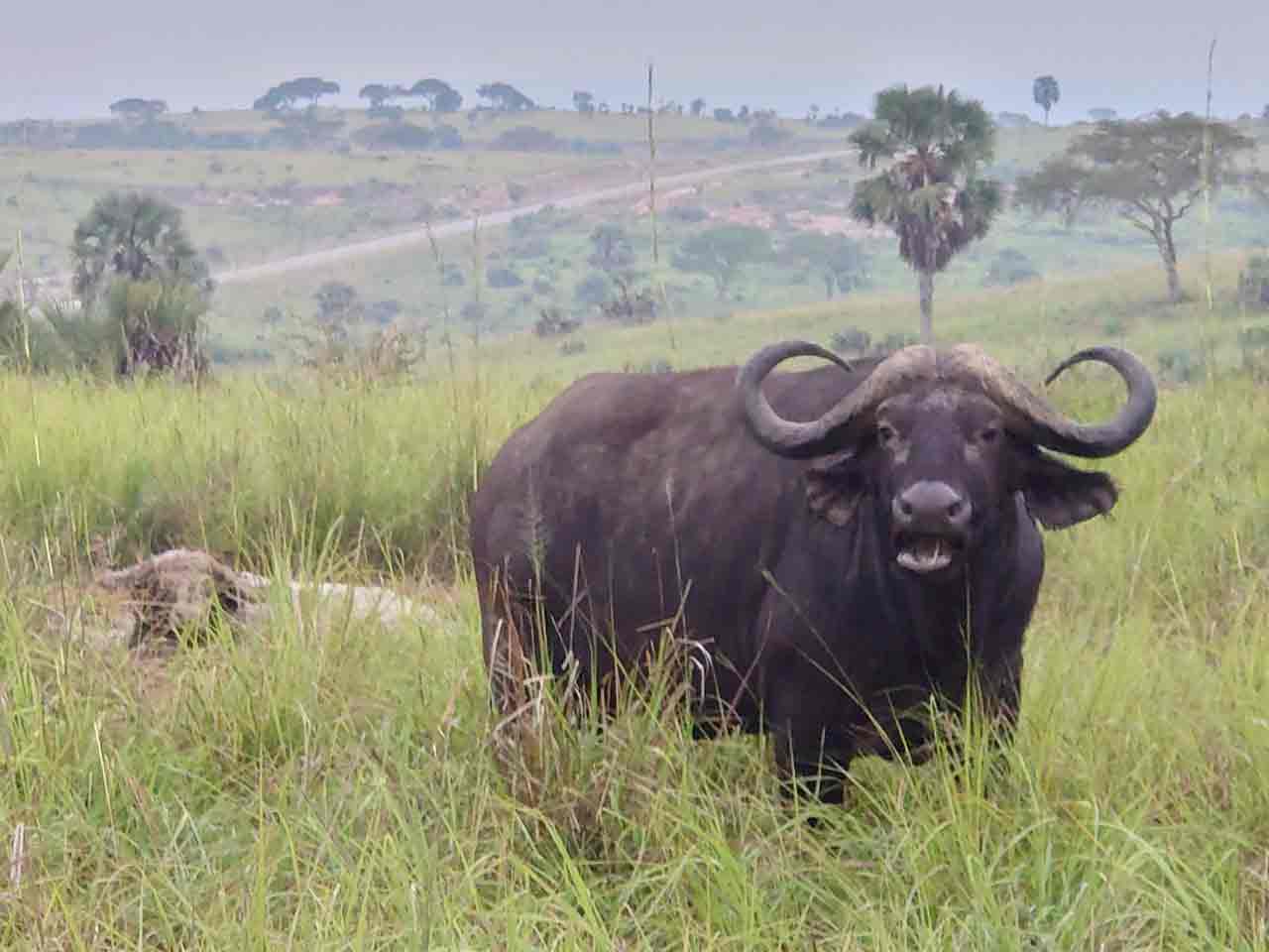 Tierpark in Afrika