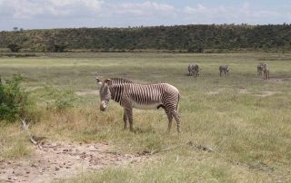 Zebra in Afrika