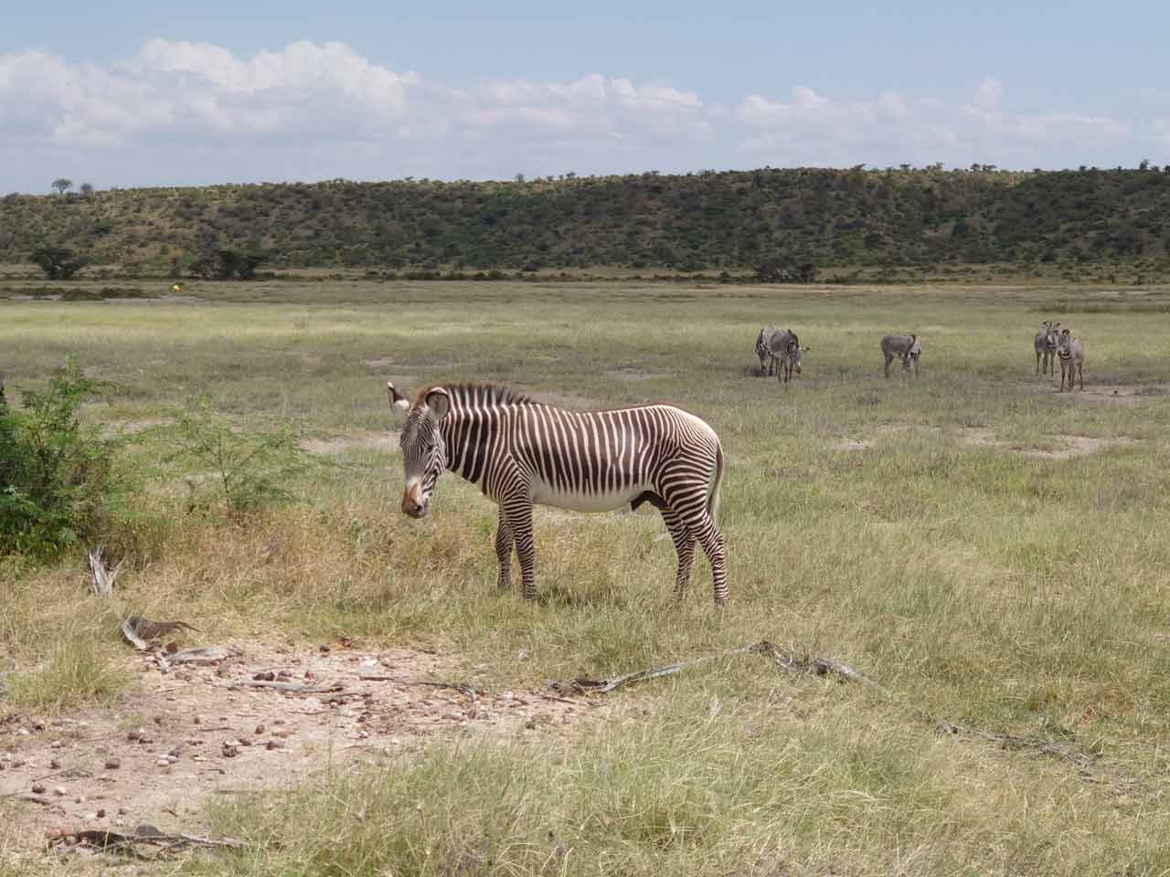 Zebra in Afrika